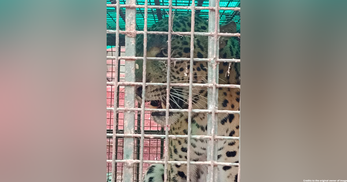 Leopard rescued, released by forest officials in Assam's Kamrup